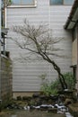 Leaning tree agains building. Kanazawa, Japan