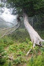 Leaning tree on the Skyline Trail Royalty Free Stock Photo