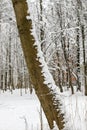 A leaning tree trunk covered with snow Royalty Free Stock Photo