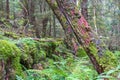 Leaning tree trunks in an old growth forest Royalty Free Stock Photo