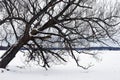 Leaning Tree in Winter