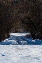 Leaning trees, over the passage of a snow-covered bridge over a mountain river. Royalty Free Stock Photo