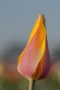 Leaning Tulip Parfait Temple
