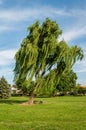 Leaning Weeping Willow Tree in Baker Park - Frederick, Maryland Royalty Free Stock Photo