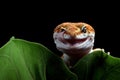 Leaopard gecko closeup head