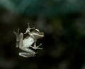 A leap frog on glass window Royalty Free Stock Photo