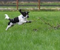 Leaping Black and White English Setter