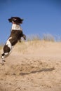 Leaping dog