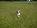 Leaping Dog In Tall Grass