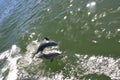 Leaping Dolphin