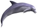 Leaping Dolphin Royalty Free Stock Photo