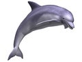 Leaping Dolphin Royalty Free Stock Photo