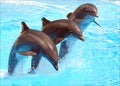 Leaping Dolphins Royalty Free Stock Photo