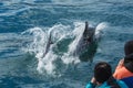 Leaping dolphins in the sea to photograph the people from the boat. Royalty Free Stock Photo