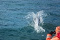 Leaping dolphins in the sea to photograph the people from the boat. Royalty Free Stock Photo