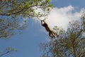 Leaping Howler monkey in pantanal, Brazil Royalty Free Stock Photo