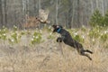 Leaping Hunting Dog Royalty Free Stock Photo