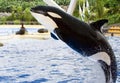 A leaping killer whale, Orcinus Orca Royalty Free Stock Photo