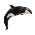 Leaping KillerWhale, Orcinus Orca Royalty Free Stock Photo