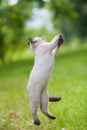 Leaping kitten Royalty Free Stock Photo