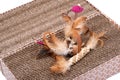 Leaps & Bounds Ball with Feather Cat Toy and Feather Sisal Hemp Rope Toy on reversible cat scratcher