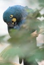 Lear macaw Royalty Free Stock Photo