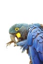 Lear`s macaw Anodorhynchus leari, also known as the indigo macaw, portrait with white background. Isolated blue macaw postrait