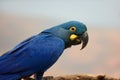 Lear`s macaw Anodorhynchus leari, also as the indigo macaw, portrait with white background. Isolated blue macaw postrait