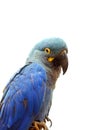 Lear`s macaw Anodorhynchus leari, also known as the indigo macaw, portrait with white background. Isolated blue macaw postrait