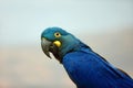 Lear`s macaw Anodorhynchus leari, also known as the indigo macaw, portrait with white background. Isolated blue macaw postrait