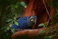 Lear`s Macaw, Anodorhynchus leari, big blue parrot near the nest hole. Macaw in the nature habitat, Bahia, Canudos in Brazil. Rar