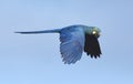 Lear\'s macaw, Anodorhynchus leari