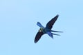 Lear\'s macaw, Anodorhynchus leari Royalty Free Stock Photo