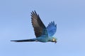 Lear\'s macaw, Anodorhynchus leari