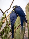 Lear`s Macaw, Anodorhynchus leari, has beautiful metallic blue feathers, is similar to Hyacinth Macaw