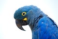 Lear`s Macaw, Anodorhynchus leari, Indigo blue macaw, detail portrait in nature. Rare endemic big blue bird with orange black eye Royalty Free Stock Photo