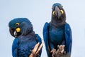Lear`s Macaw Anodorhynchus lear is standing on the branch Royalty Free Stock Photo