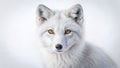 Learn to Draw a Minimalist Arctic Fox A StepbyStep Beginners Guide to Simple Line Art