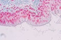 Learning anatomy and physiology of Pseudostratified columnar epithellum under the microscopic.