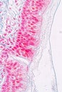 Learning anatomy and physiology of Pseudostratified columnar epithellum under the microscopic.