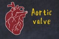 Learning cardio system concept. Chalk drawing of human heart and inscription Aortic valve