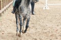 Learning Horseback Riding. Instructor teaches teen Equestrian.