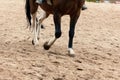 Learning Horseback Riding. Instructor teaches teen Equestrian