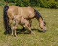 Learning From Mom