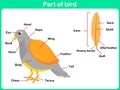 Learning Parts of bird for kids - Worksheet