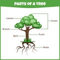 Learning parts of a tree. Education worksheet.