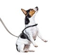 Learning process with a Jack Russell Terrier on hind legs
