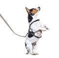 Learning process with a Jack Russell Terrier on hind legs