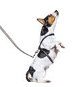 Learning process with a Jack Russell Terrier on a leash