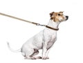 Learning process with a Jack Russell Terrier on a leash